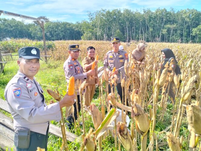 
					Dukung Program Ketahanan Pangan, Kasat Binmas Polres Tulang Bawang Hadiri Panen Raya Tanaman Jagung